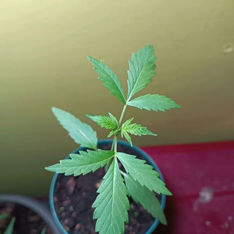 Lupita growlog photo: Se estiró mucho 