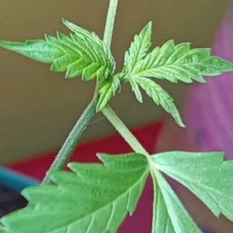 Lupita growlog photo: Se estiró mucho 