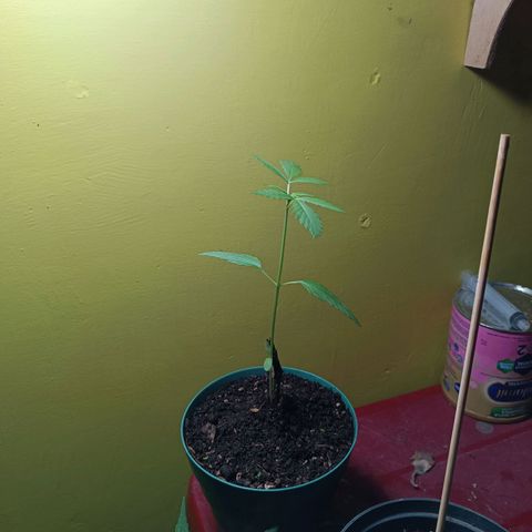 Lupita growlog photo: Se estiró mucho 