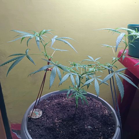 Ruperta growlog timeline photo