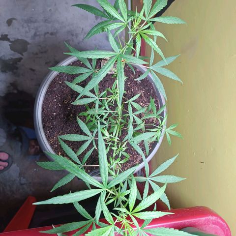 Ruperta growlog timeline photo
