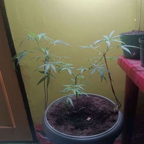 Ruperta growlog timeline photo