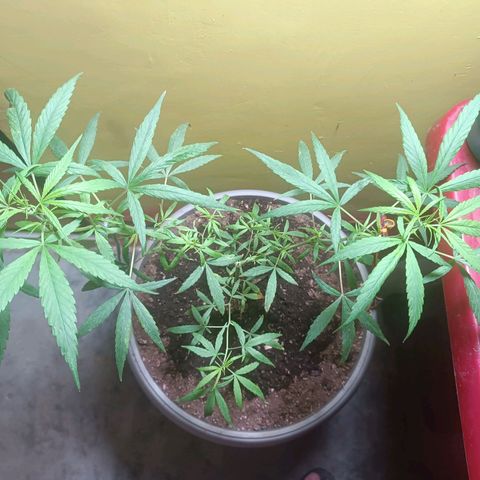 Ruperta growlog timeline photo