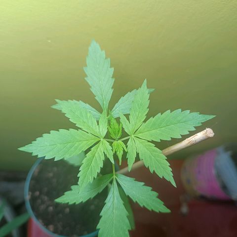 Lupita growlog timeline photo