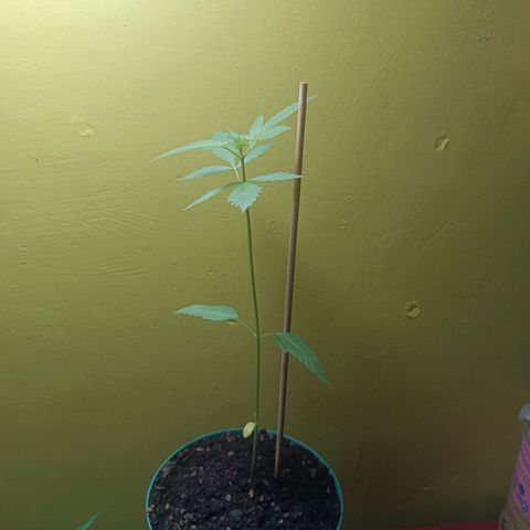Lupita growlog timeline photo