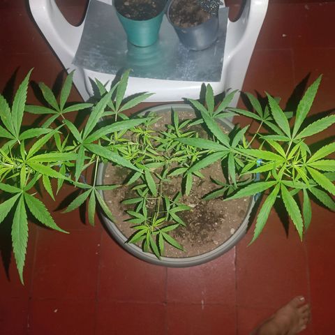 Ruperta growlog photo: Primer noche en Cali.