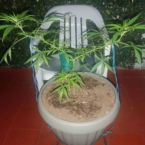 Ruperta growlog photo: Primer noche en Cali.