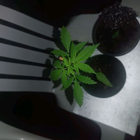 Lupita growlog photo: Primer noche en Cali.