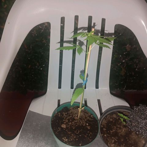 Lupita growlog timeline photo
