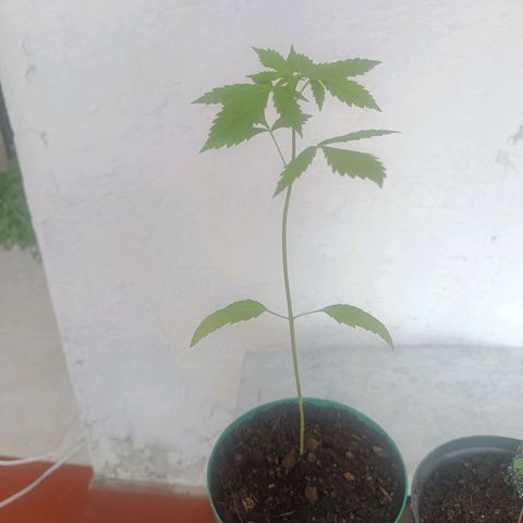 Lupita growlog timeline photo