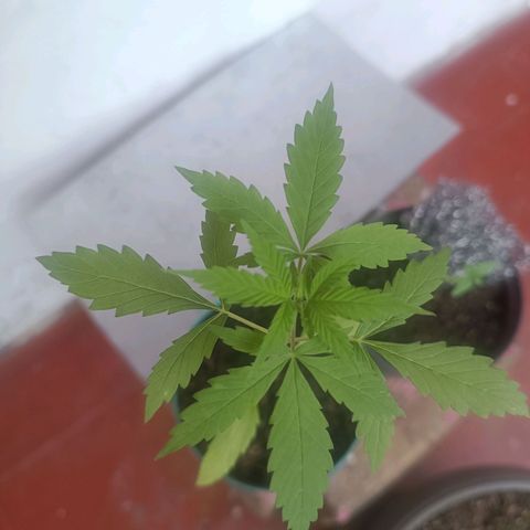 Lupita growlog timeline photo