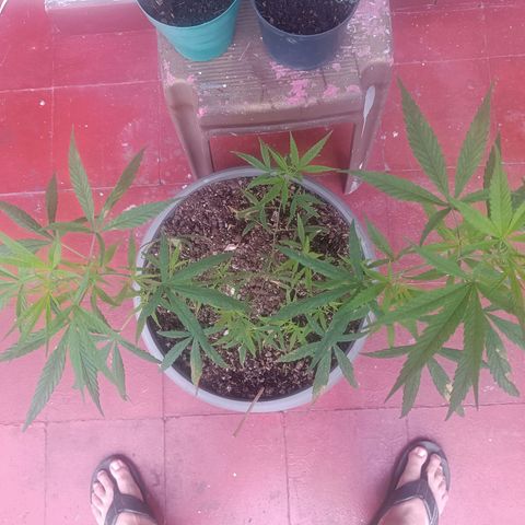 Ruperta growlog timeline photo