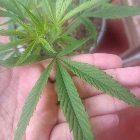 Ruperta growlog timeline photo