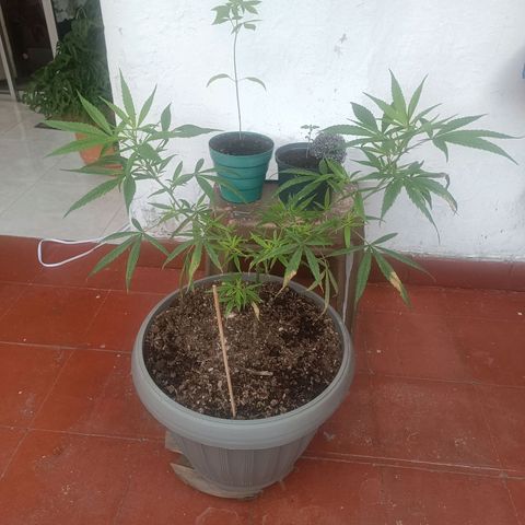 Ruperta growlog timeline photo