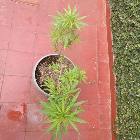 Ruperta growlog timeline photo