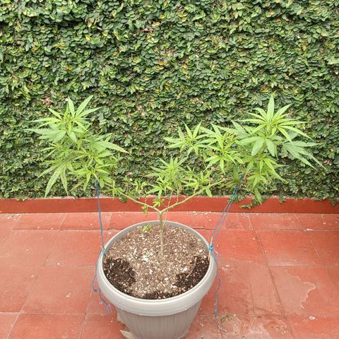 Ruperta growlog timeline photo