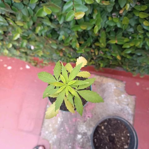 Lupita growlog timeline photo