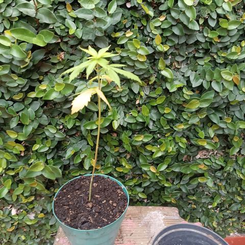 Lupita growlog timeline photo