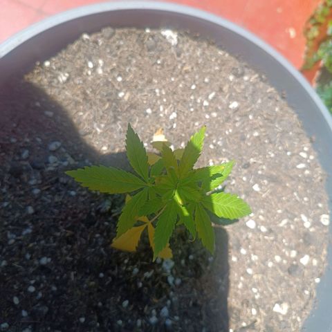 Lupita growlog timeline photo