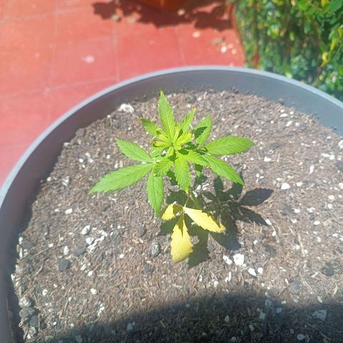 Lupita growlog timeline photo