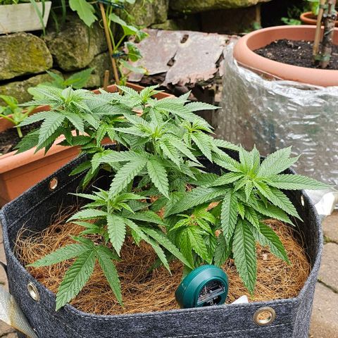 Runtz Gum growlog timeline photo