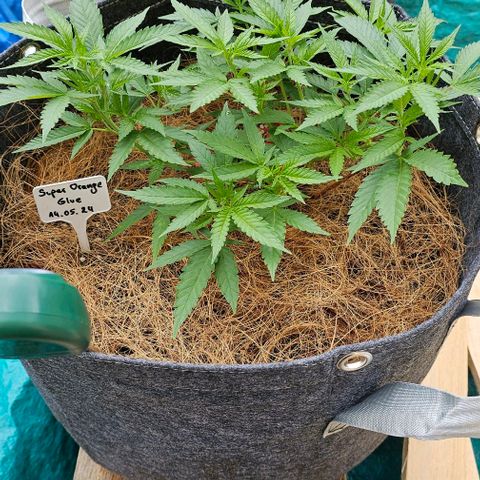 Super Orange Glue growlog timeline photo