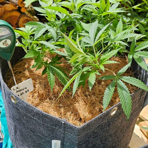 Amnesia Haze growlog timeline photo