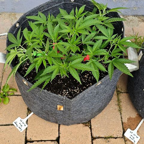 Super Orange Glue growlog photo: Nach LST