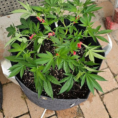 Amnesia Haze growlog photo: Nach LST