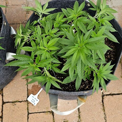 Runtz Gum growlog photo: Nach LST