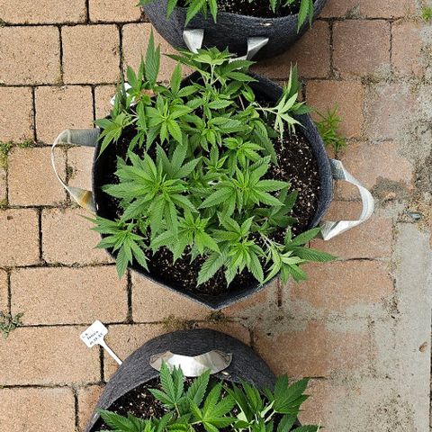 Amnesia Haze growlog photo: Nach LST