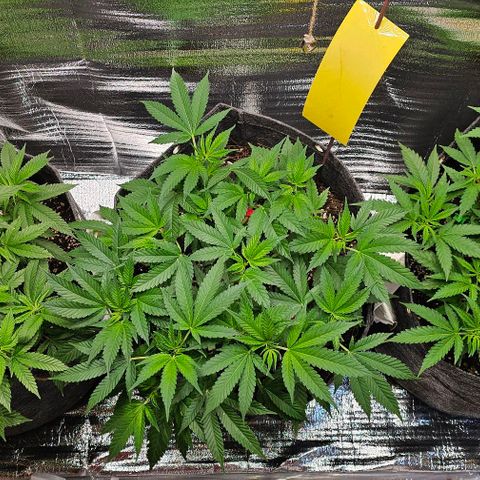 Amnesia Haze growlog timeline photo