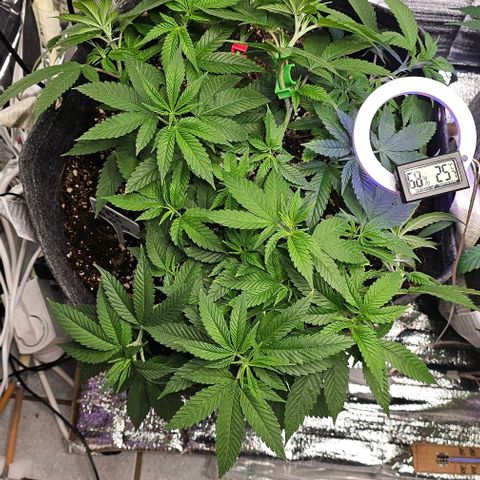 Runtz Gum growlog photo: Links im Zelt