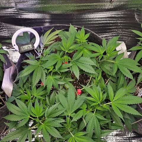 Amnesia Haze growlog photo: Mittig im Zelt