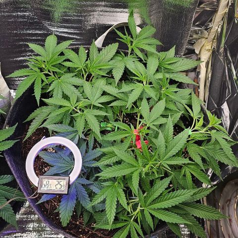 Super Orange Glue growlog photo: Rechts im Zelt