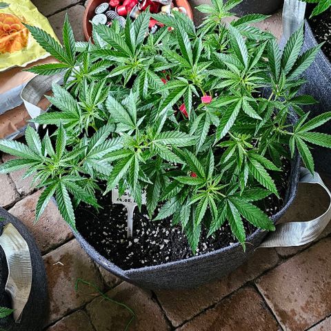 Super Orange Glue growlog timeline photo