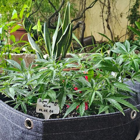 Super Orange Glue growlog timeline photo
