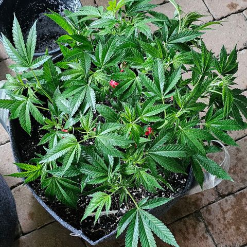 Amnesia Haze growlog timeline photo