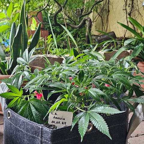 Amnesia Haze growlog timeline photo