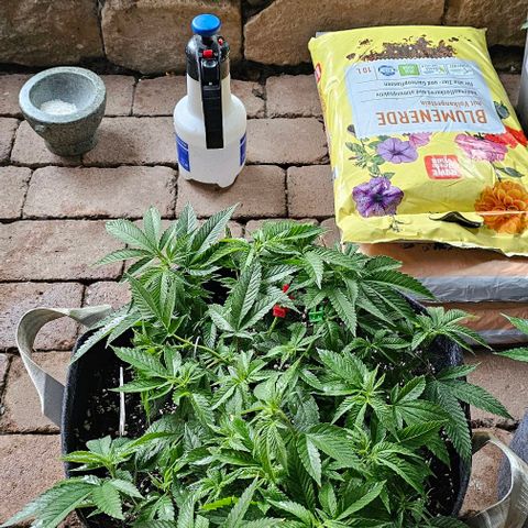 Runtz Gum growlog timeline photo