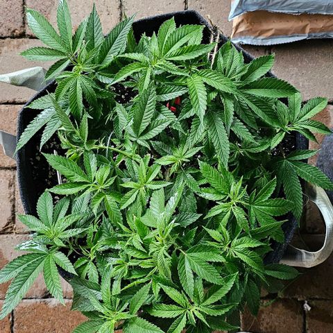 Runtz Gum growlog timeline photo