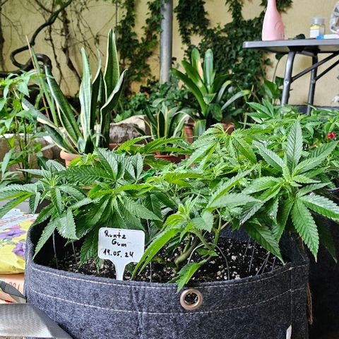 Runtz Gum growlog timeline photo