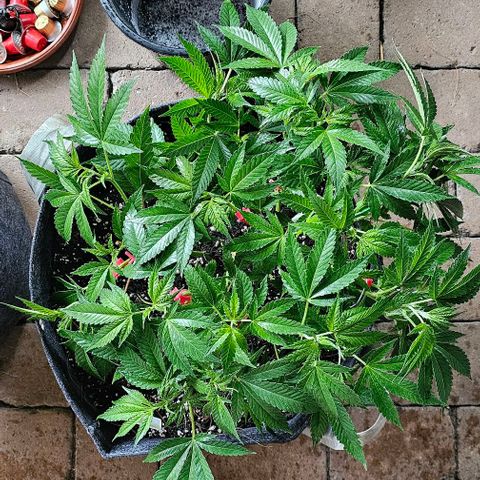 Amnesia Haze growlog timeline photo