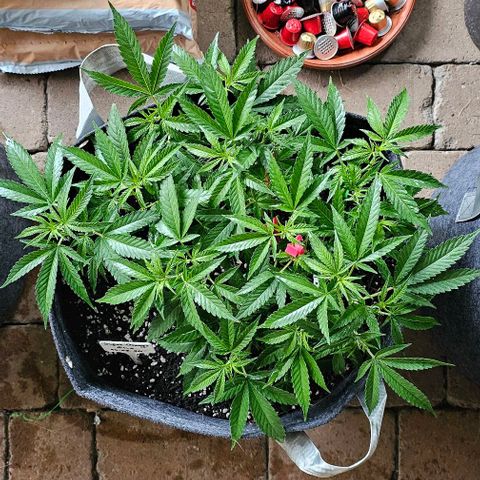 Super Orange Glue growlog timeline photo