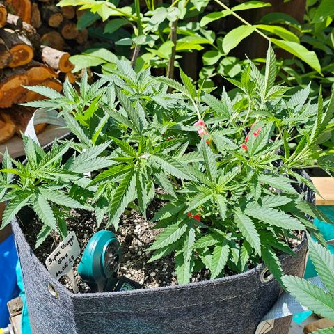 Super Orange Glue growlog timeline photo