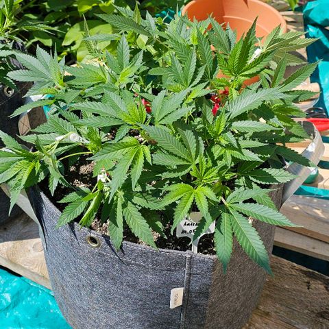 Amnesia Haze growlog timeline photo
