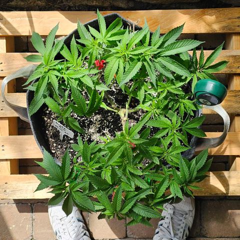 Runtz Gum growlog timeline photo