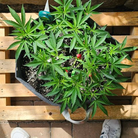 Super Orange Glue growlog timeline photo