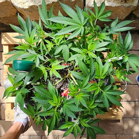 Amnesia Haze growlog timeline photo