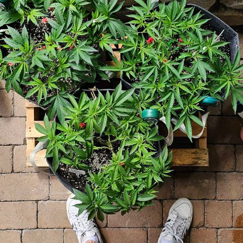 Amnesia Haze growlog timeline photo